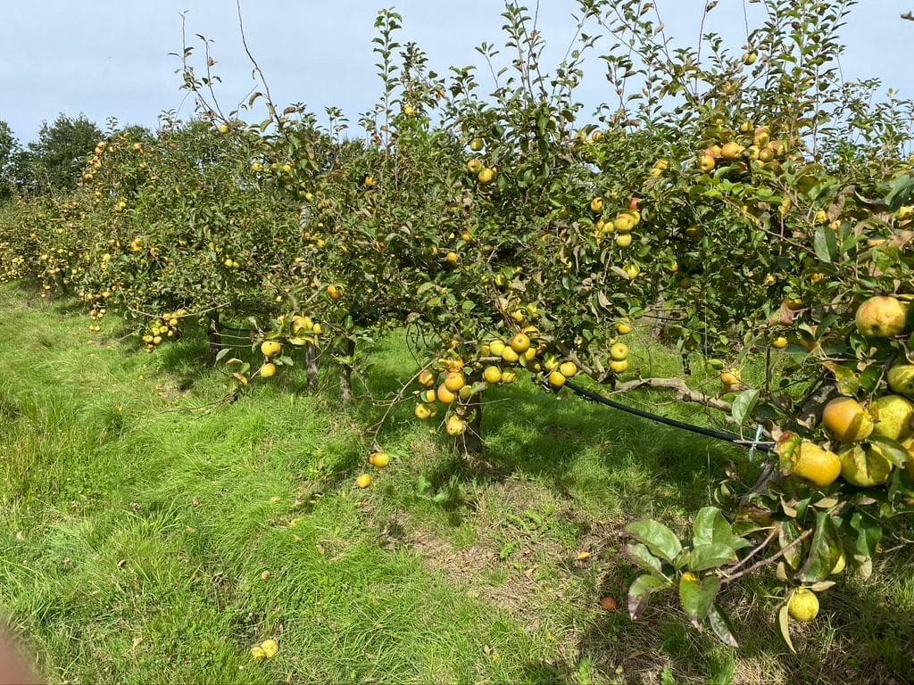 Pommiers Golden bio en Indre-et-Loire — Verger de Faverolles