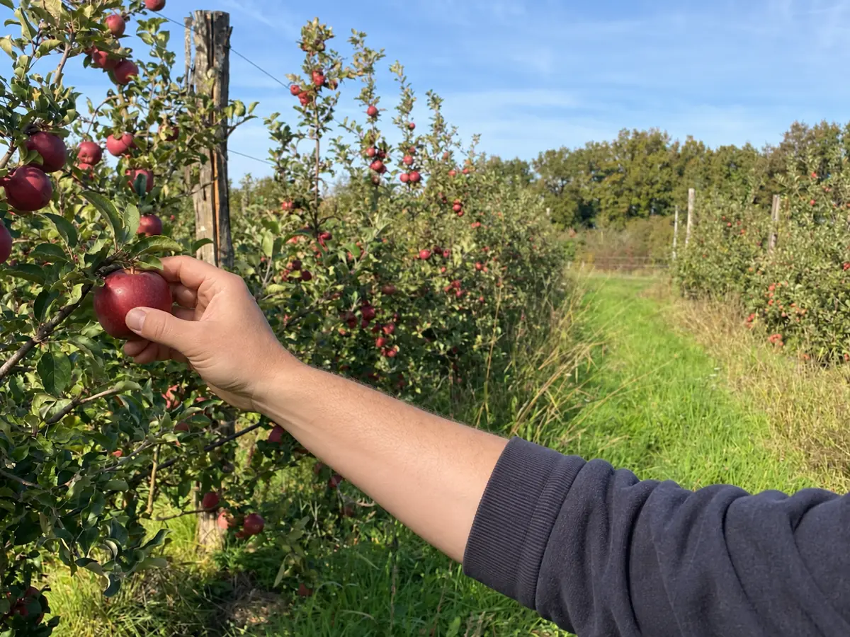 Deux mains détachant une pomme bicolore de sa branche, dans un rang de pommiers palissés