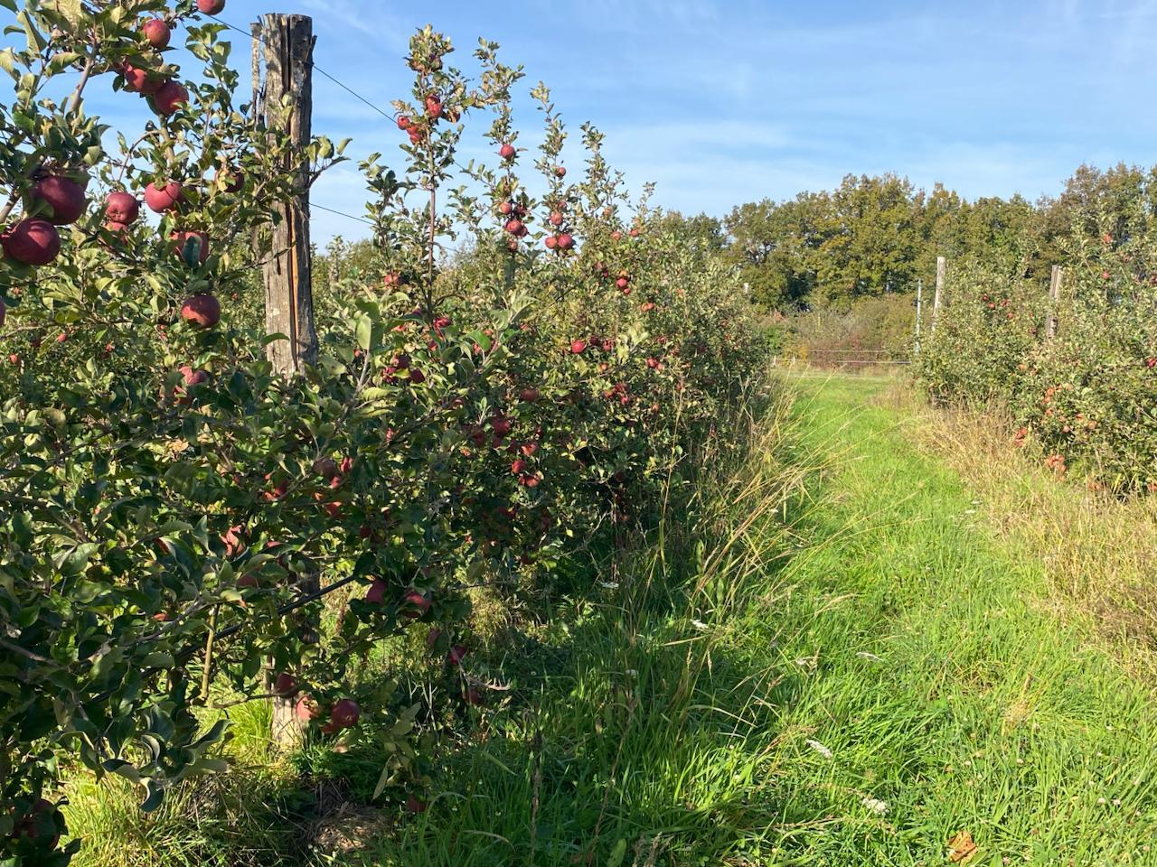 Allée entre les pommiers chargés de pommes rouges