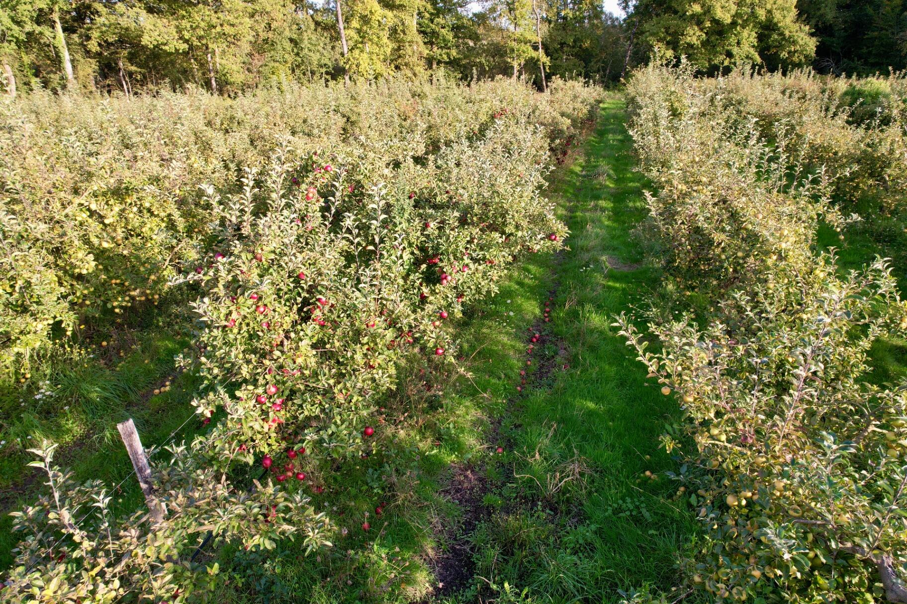 Allée entre les pommiers chargés de fruits
