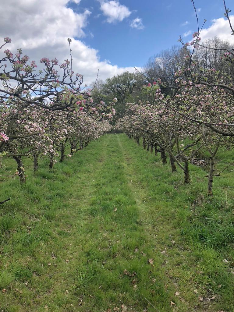 Allée des pommiers en fleurs au printemps
