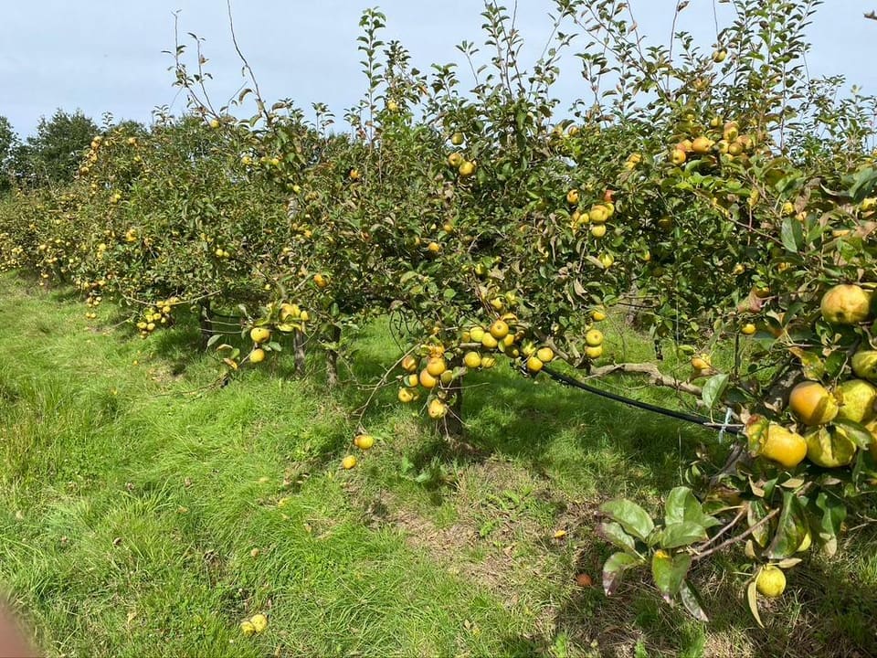 Pommiers Golden chargés de fruits jaunes, cultivés sans pesticides de synthèse