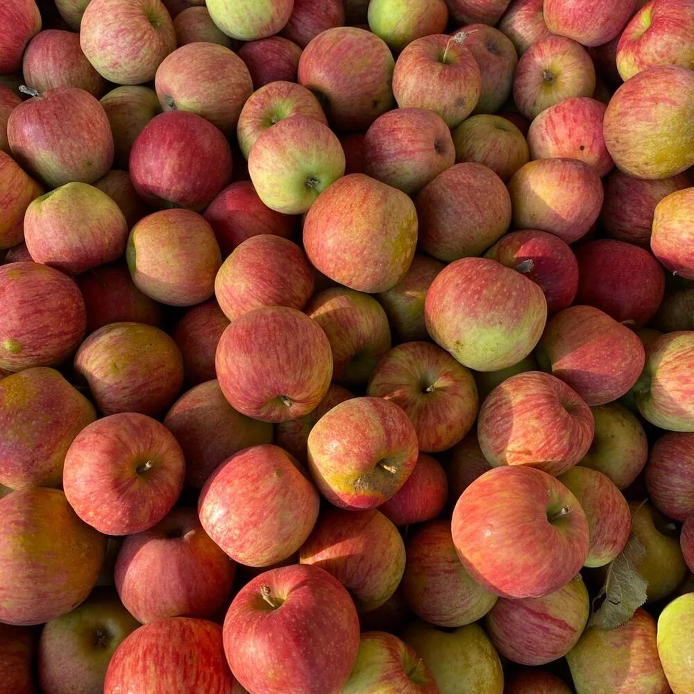 Pommes Dalinsweet bio